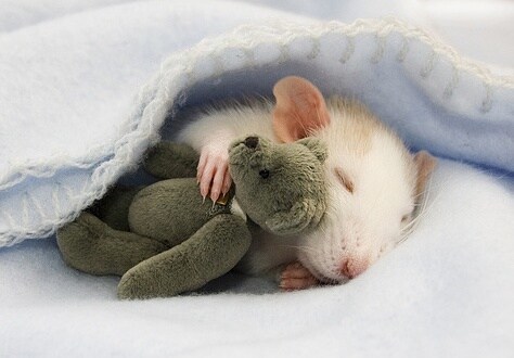 Happy Club Stuart Little Rat Medium Toy in Bangalore at ₹ 275