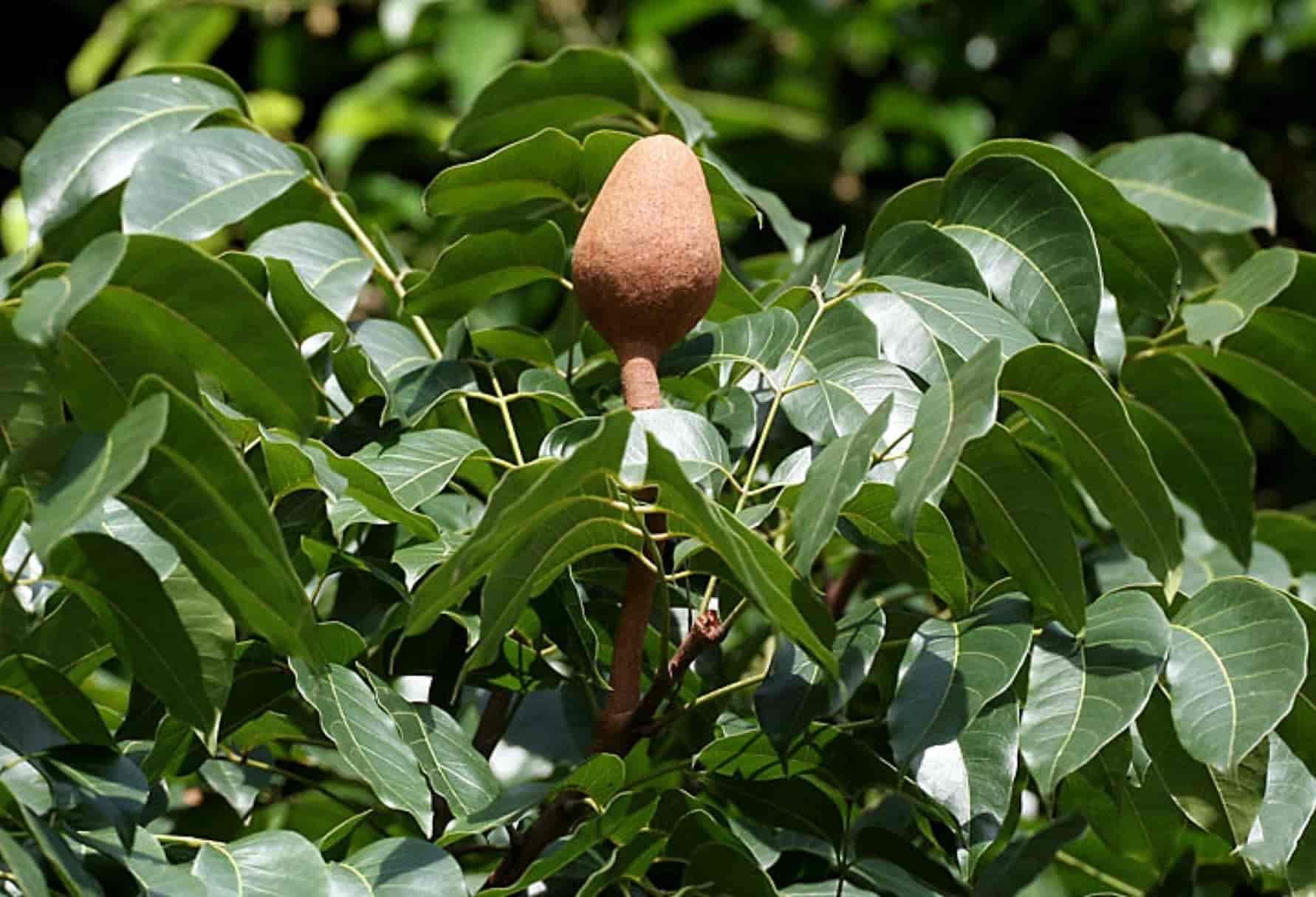 Hybrid Mahogany Plant in Bongaon at ₹ 100 ₹ 450 Plnt by