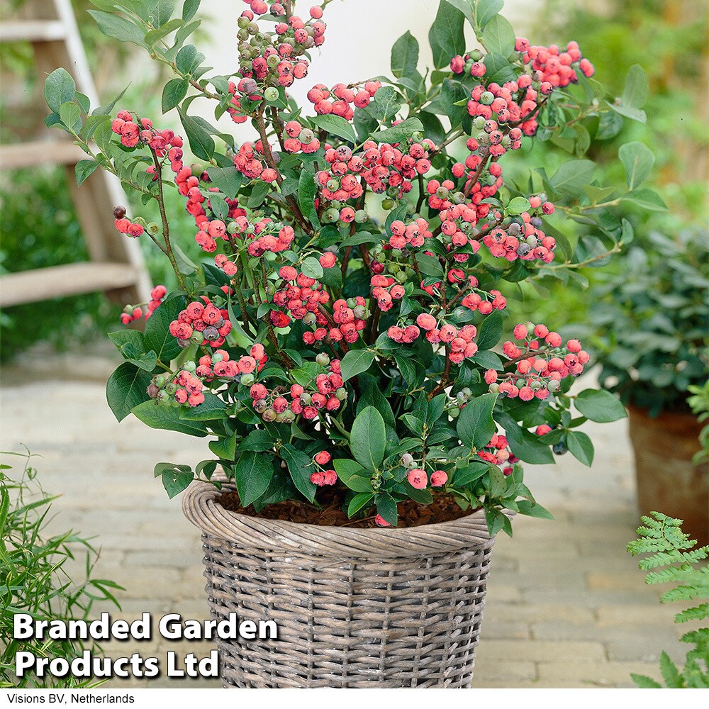 common indoor plants identification Assorted Plant Variety Pack - 6 Plants
