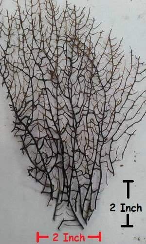 Buy Indrajaal For Pooja 1 Piece Of 2 X 2 Size Indra Jaal Indrajal Indra Jal Maha Inderjaal Size 2 X 2 Features Price Reviews Online In India Justdial