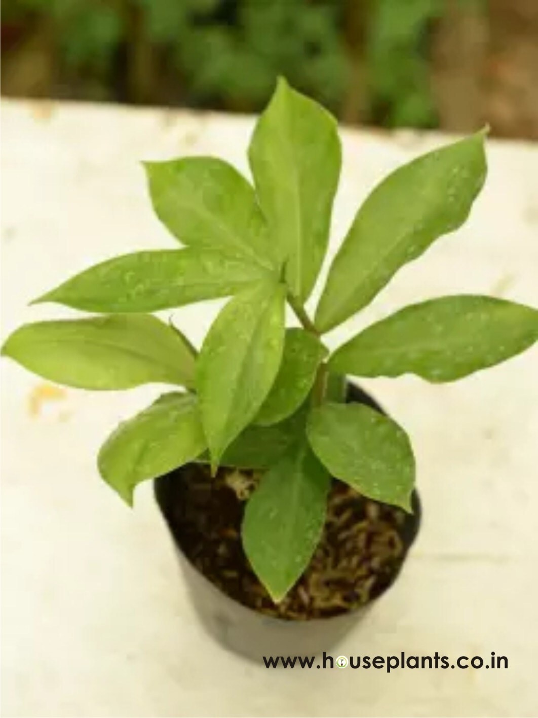 anti mosquitoes plants Plant-Based Anti-Mosquito Cologne – Ecolabel Philippines main image 1