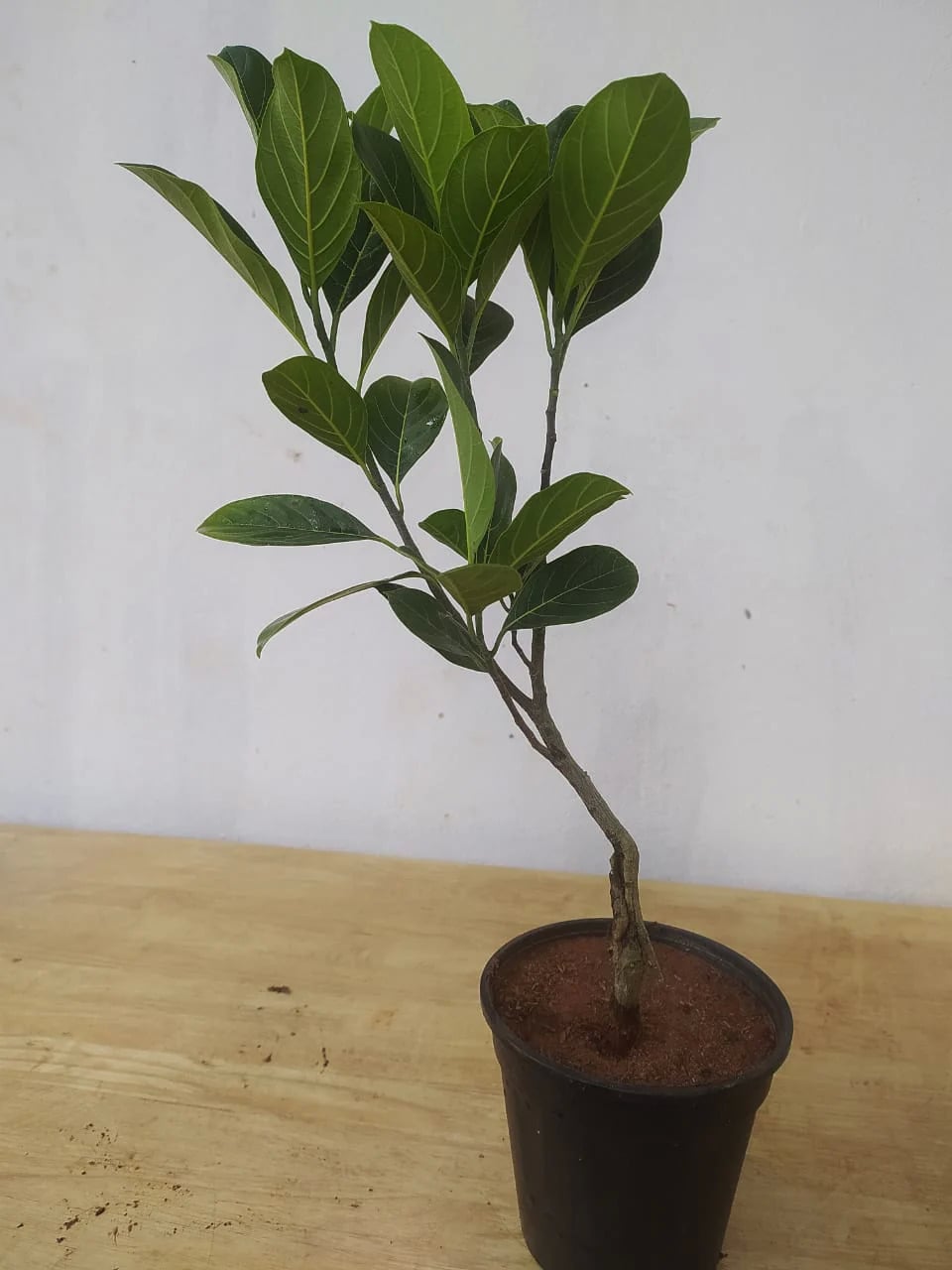 Jackfruit Plant For Garden ( Green ) in Ratnagiri at ₹ 145 / Pc