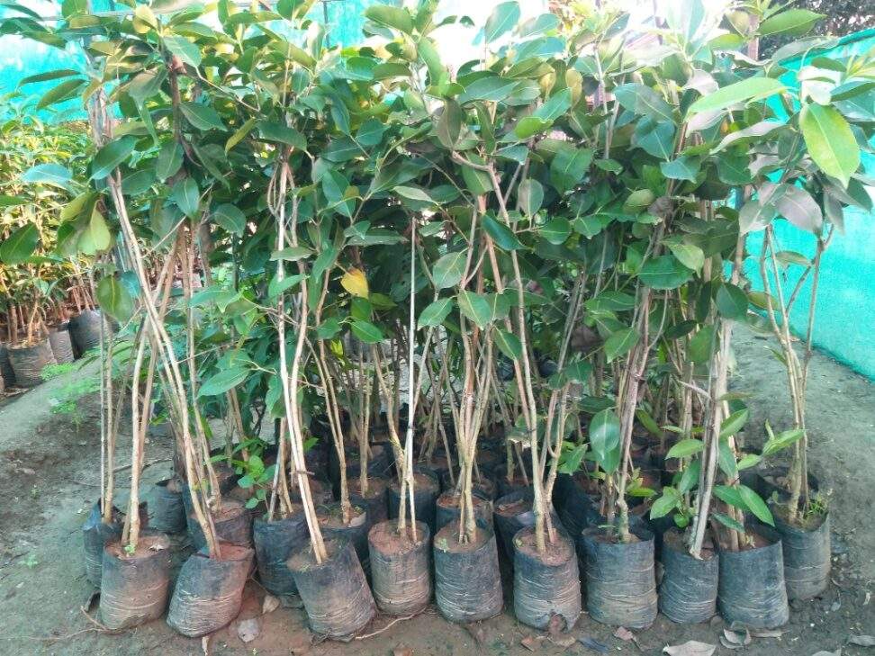 jamun tree