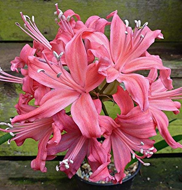 Best Flower Bulb Wholesalers in Delhi Justdial