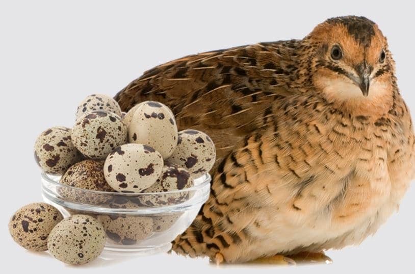 Larger Yolk Quail Egg in Bangalore at ₹ ₹ 10 Pc by F