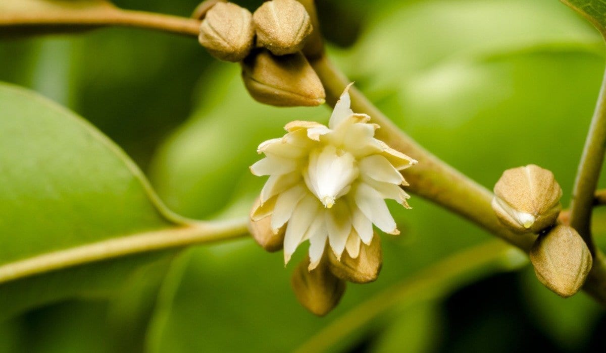 Magilam Poo