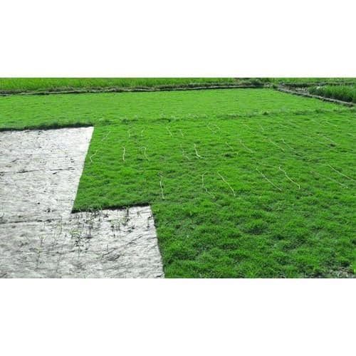 Mexican Grass in Patna at ₹ by Universal Fountain