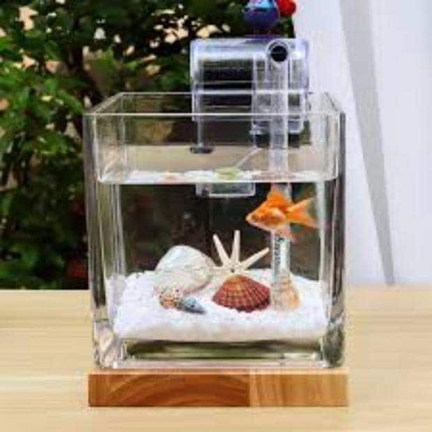 Mini Glass Aquarium Square in Kanpur at ₹ 250 ₹ 1,500 Pc by