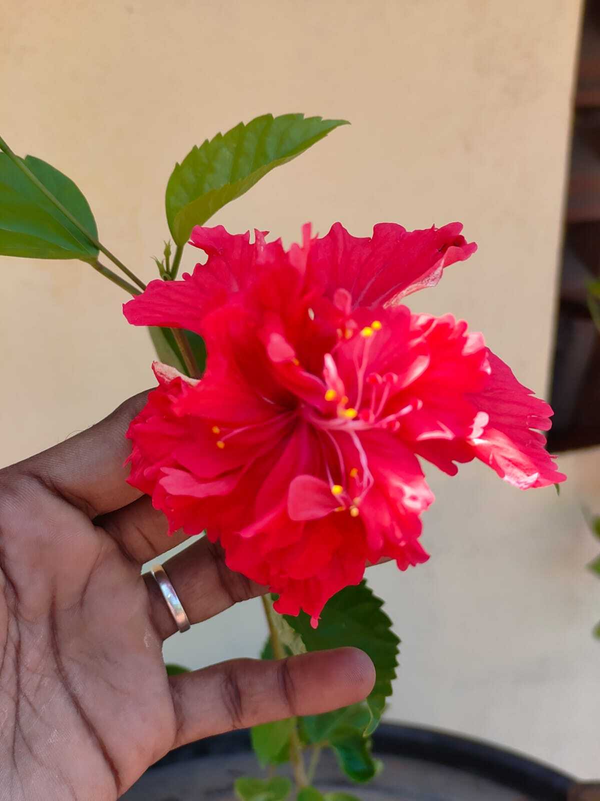 Hibiscus Layered (Adukku Sembaruthi) - Red in Chennai at ₹ 50