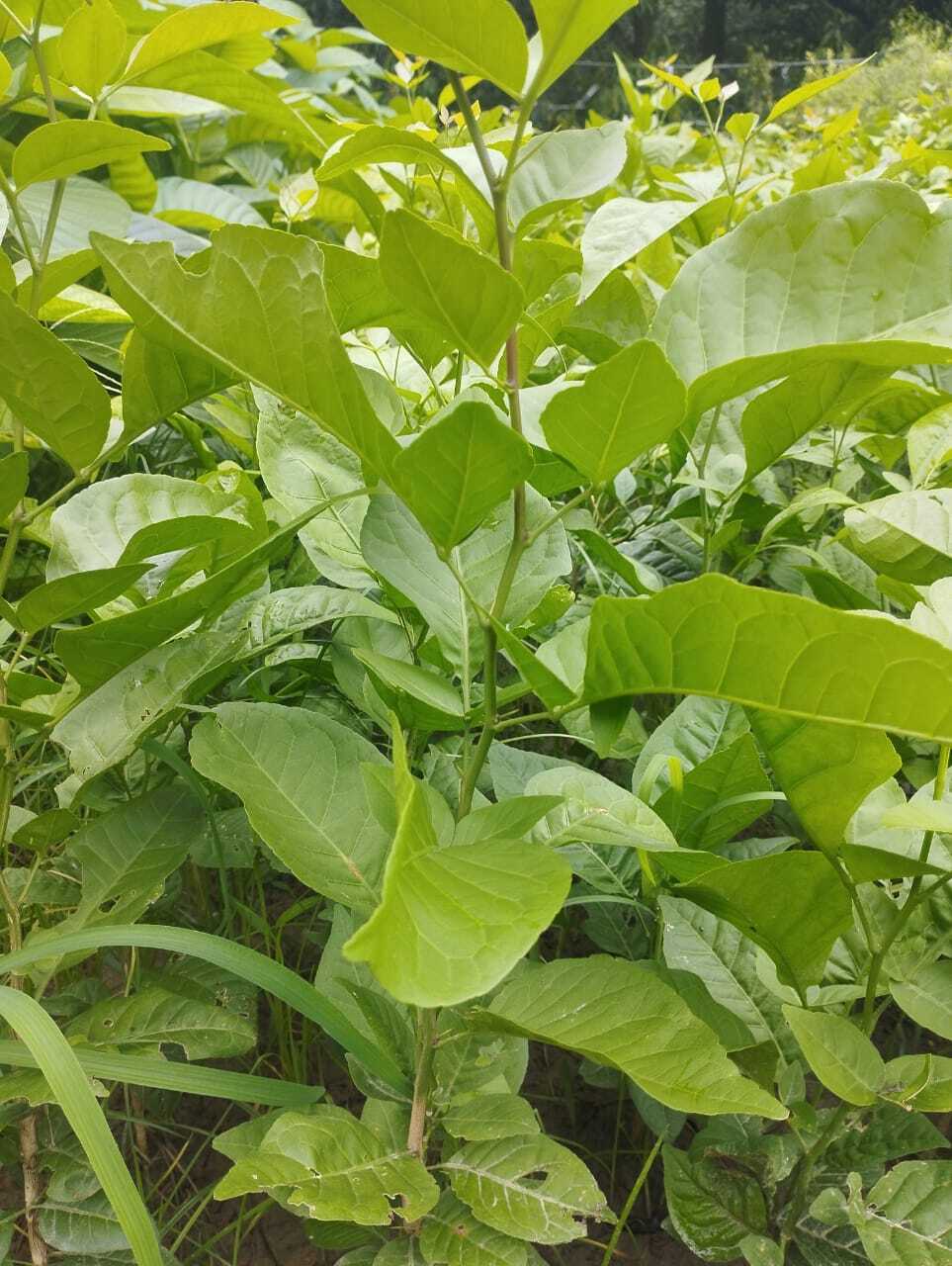 Bel Patra Plant in Kaimganj at  30 / Pc by Deep Nurrsery - Justdial