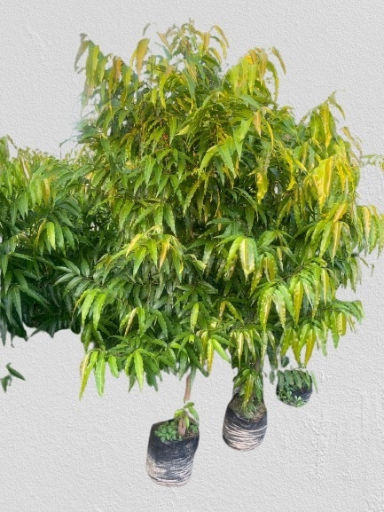 Natural Desi Ashoka Plant in Gajraula at  70 / Plant by Amazon Green  Nursery - Justdial