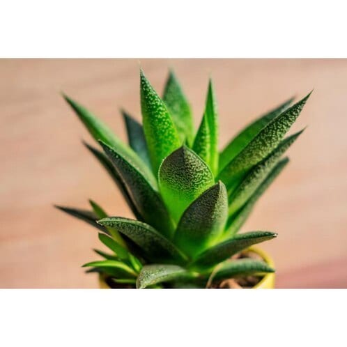 alocasia zebrina online kaufen Alocasia zebrina