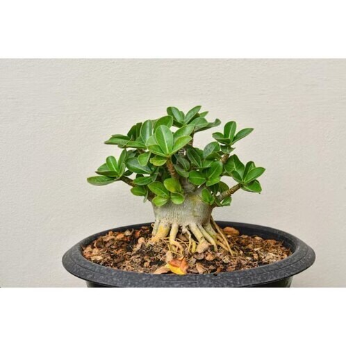 BeauFlora Hybrid Jamun Plant – Exotic Black Grafted Bare-Root, One Live Plant For Your Garden