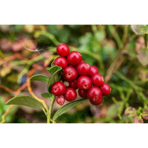 Natural Cranberry Fruit Plant in Bangalore at ₹ 50 - ₹ 500 / Plnt by ...