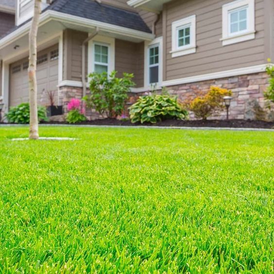 Natural Tall Fescue Grass in Surat at ₹ 16 ₹ 18 by