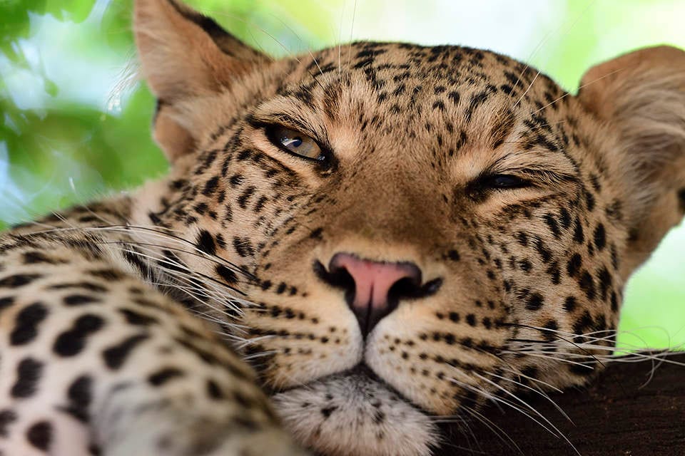 Nikon D500 DSLR Camera in Kolkata at best price by Khosla Electronics