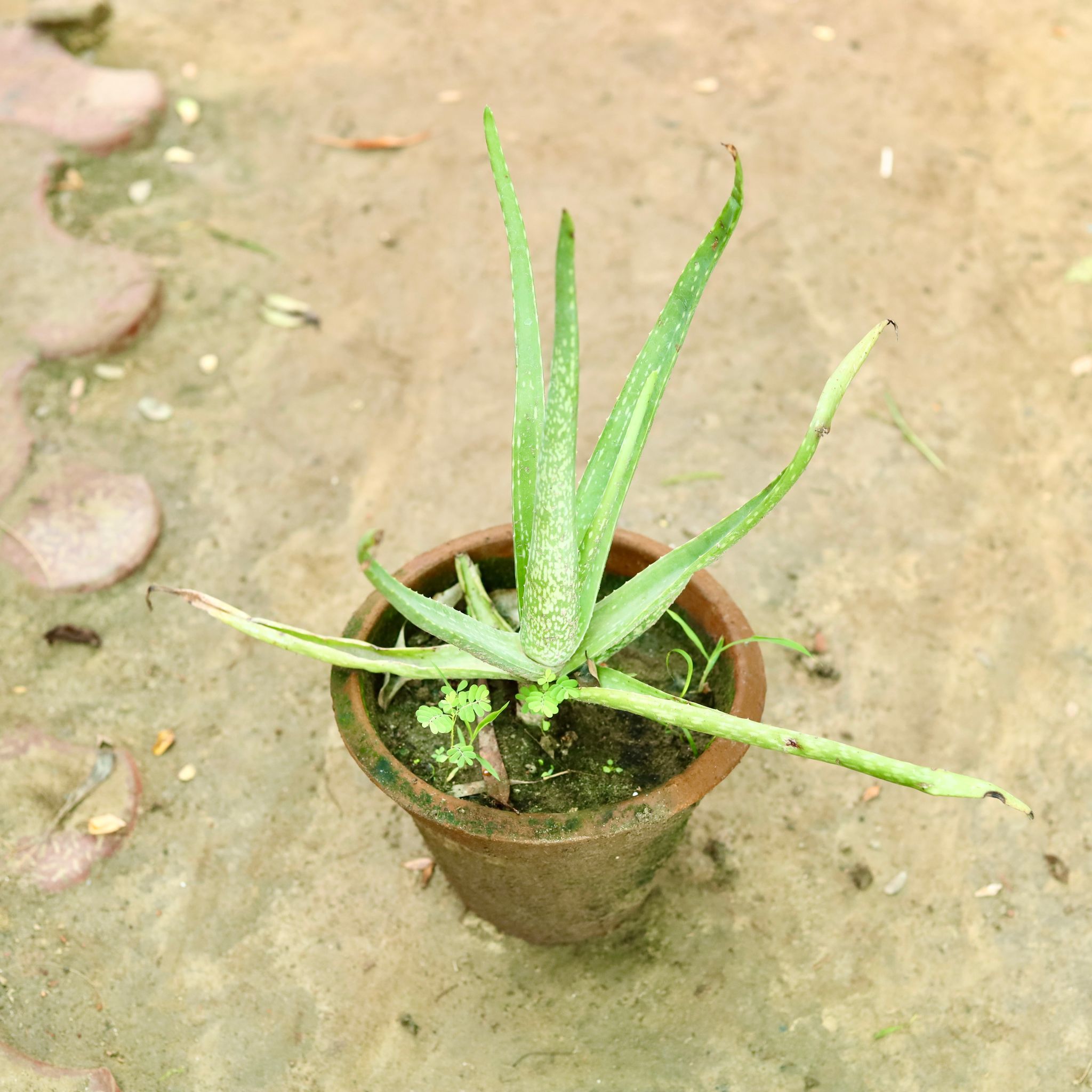 Organic Aloe Vera Plant - 6 Inch Pot in Palanpur at best price by Gokul  Nursery - Justdial