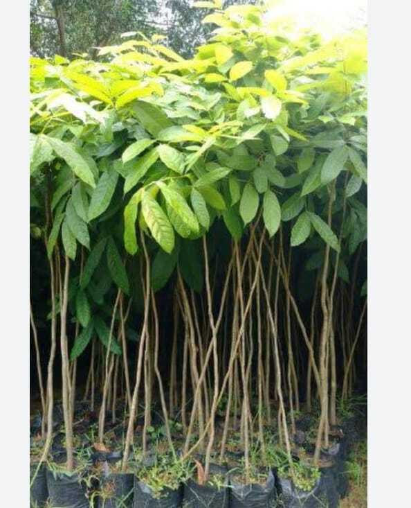 Organic Green Mahogany Plant in Chickballapur at ₹ 15 ₹ 150