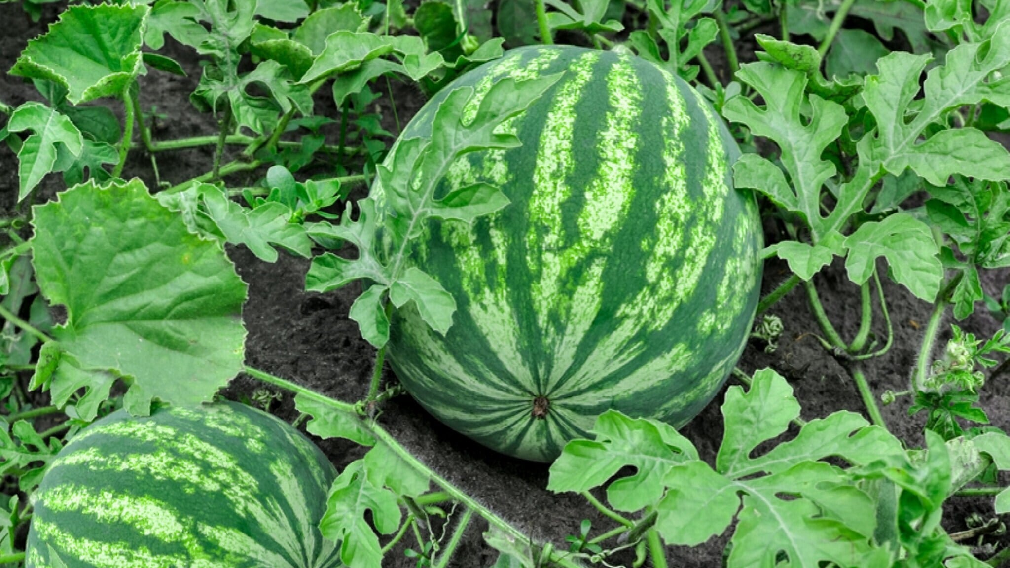 Outdoor Organic Watermelon Fruit Plant ( Green ) in Solapur at ₹ 20 / Plnt by Bodake Nursery - Justdial