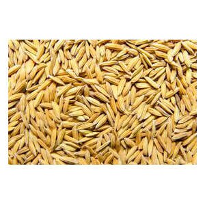 hanuman rice mill