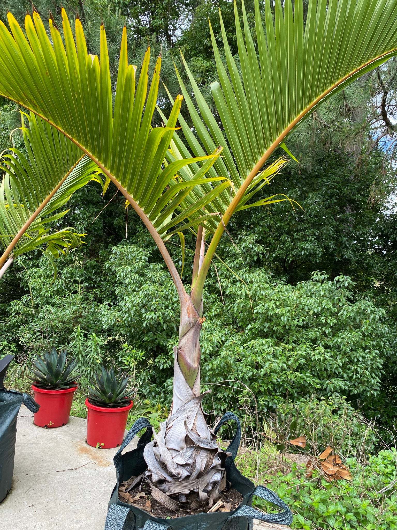 Palm Tree Nursery for Wholesale in Saharanpur at best price by
