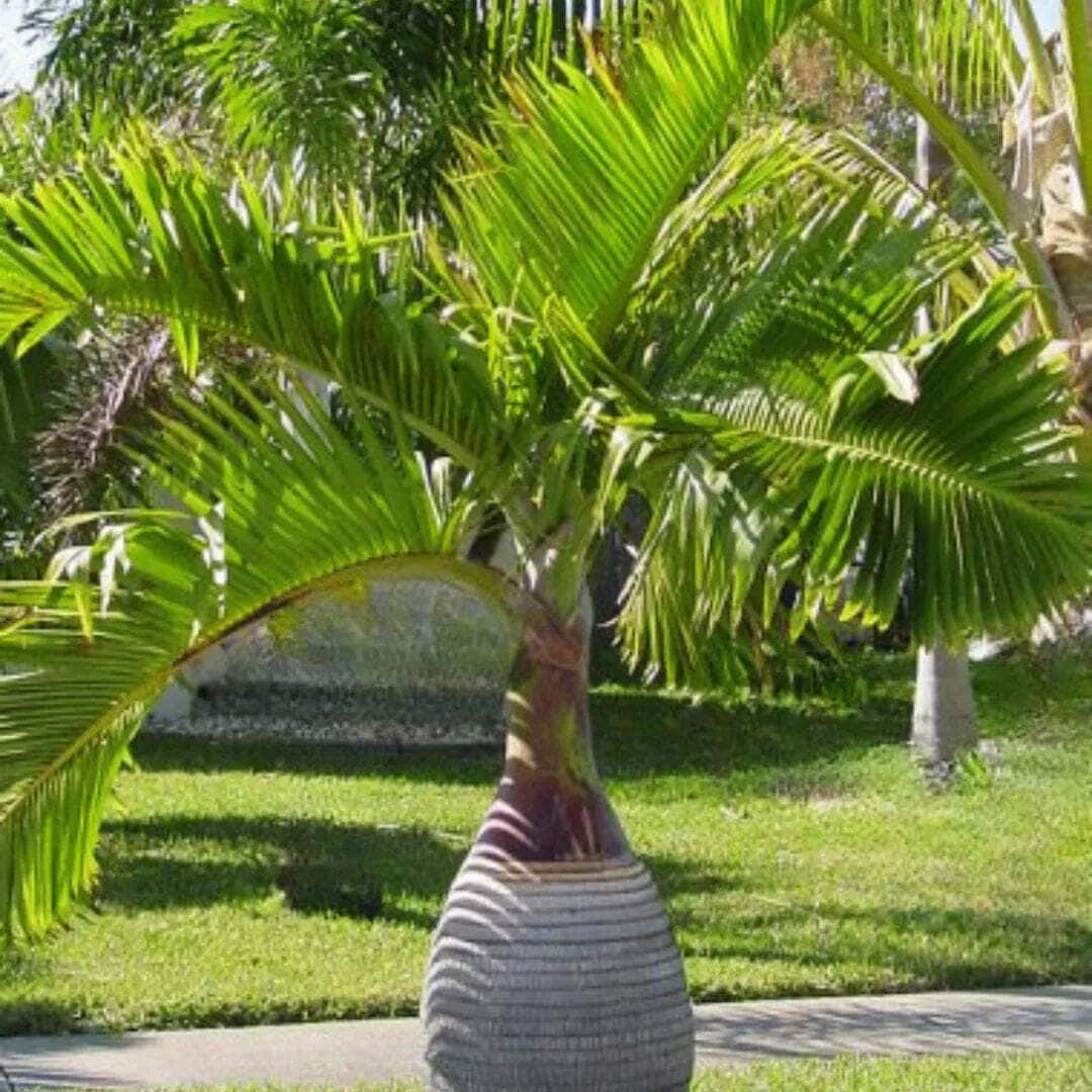 Palm Tree Seeds for Home Gardening in Bangalore at best price by