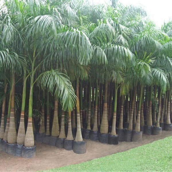 Palm Tree Seeds for Home Gardening in Bangalore at best price by