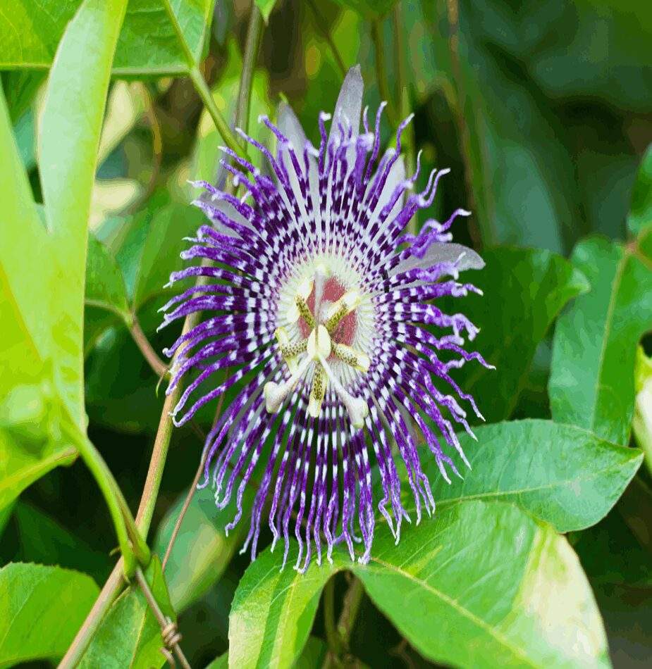 Passion Flower Krishna Kamal Purple in Hyderabad at ₹ 700