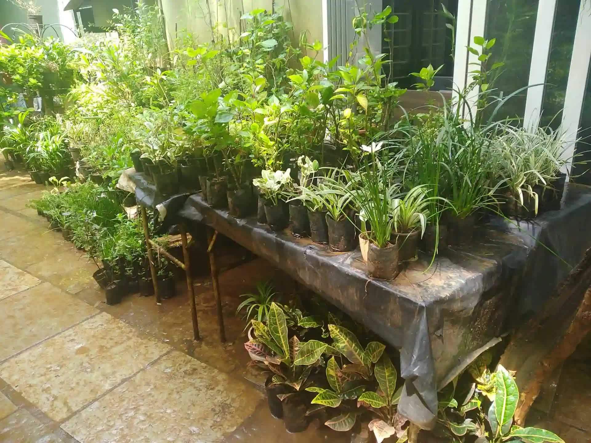 Catalogue Petals Plants Nursery in Thane West , Mumbai Justdial