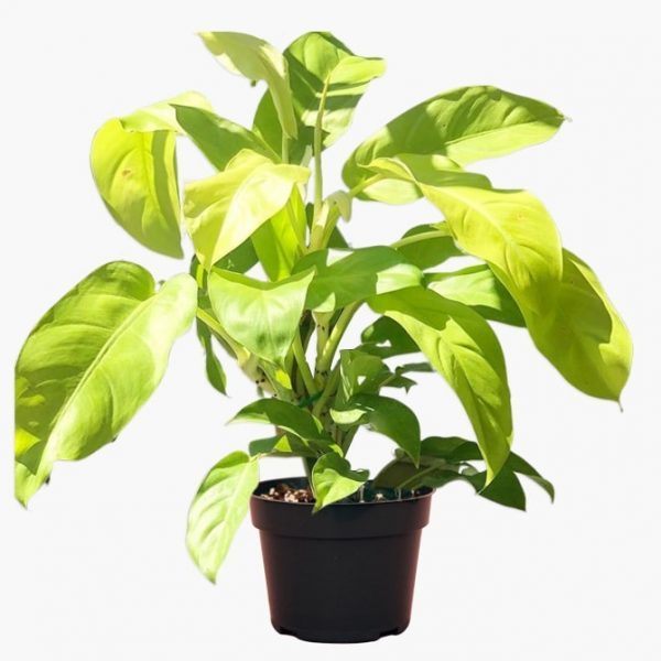 black zz raven plant ZZ Raven | Easy Houseplant main image 0