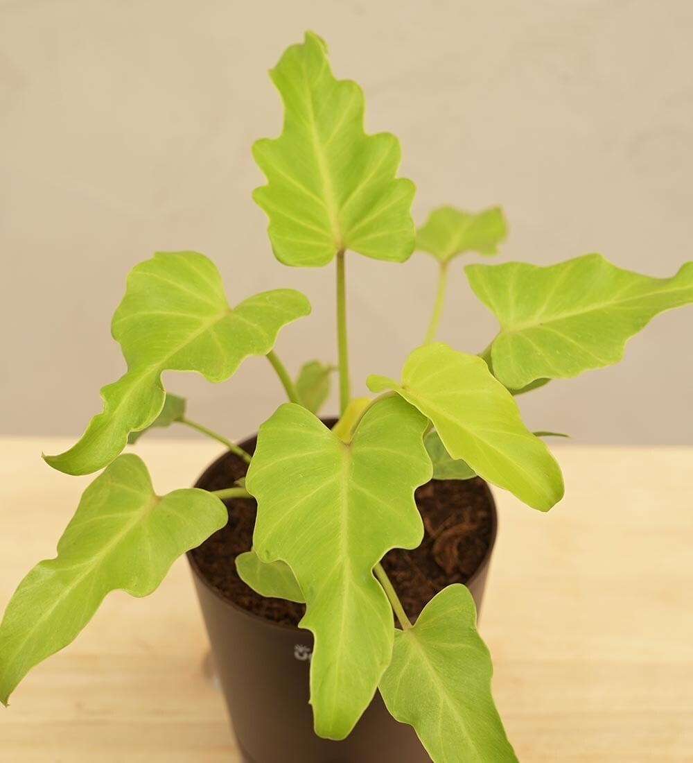 Ugaoo Philodendron Xanadu Golden Philodendron Plant in Rajahmundry at  436  -  449 by Santhi Nursery - Justdial