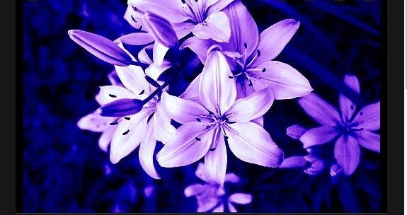 Purple Tiger Lily Flower in Kannur at best price by Haritha Nursery Gardens  - Justdial