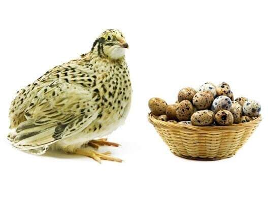 Quail Eggs in Ernakulam at ₹ ₹ 32 Pc by Happy Bird Eggs