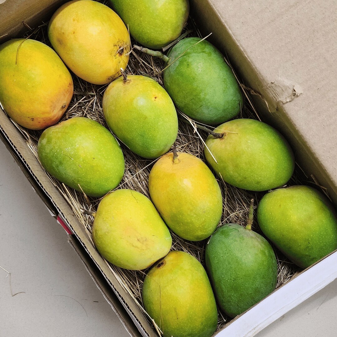 Ratnagiri Alphanso Mango 1 Dozen in Ahmedabad at ₹ 900 / Dz by Talala Gir Mango - Justdial