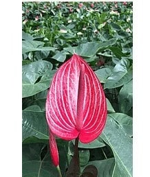 Safari Cupped Natural Anthurium Flower Medium 150-200mm Decorative in  Sakleshpur at best price by Eden Gardens - Justdial