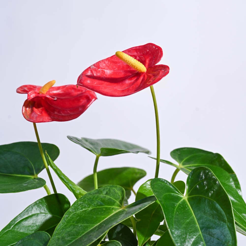 Safari Cupped Natural Anthurium Flower Medium 150-200mm Decorative in  Sakleshpur at best price by Eden Gardens - Justdial