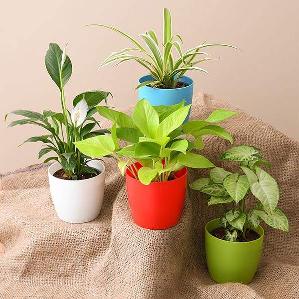 Best Plant Wholesalers in Bhubaneshwar Justdial