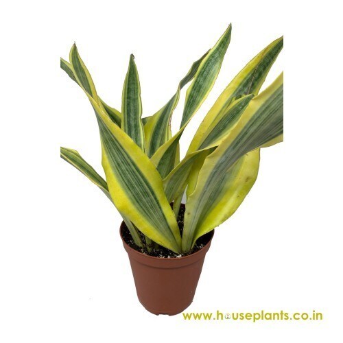 haworthia succulent zebra 2" Haworthia Zebra