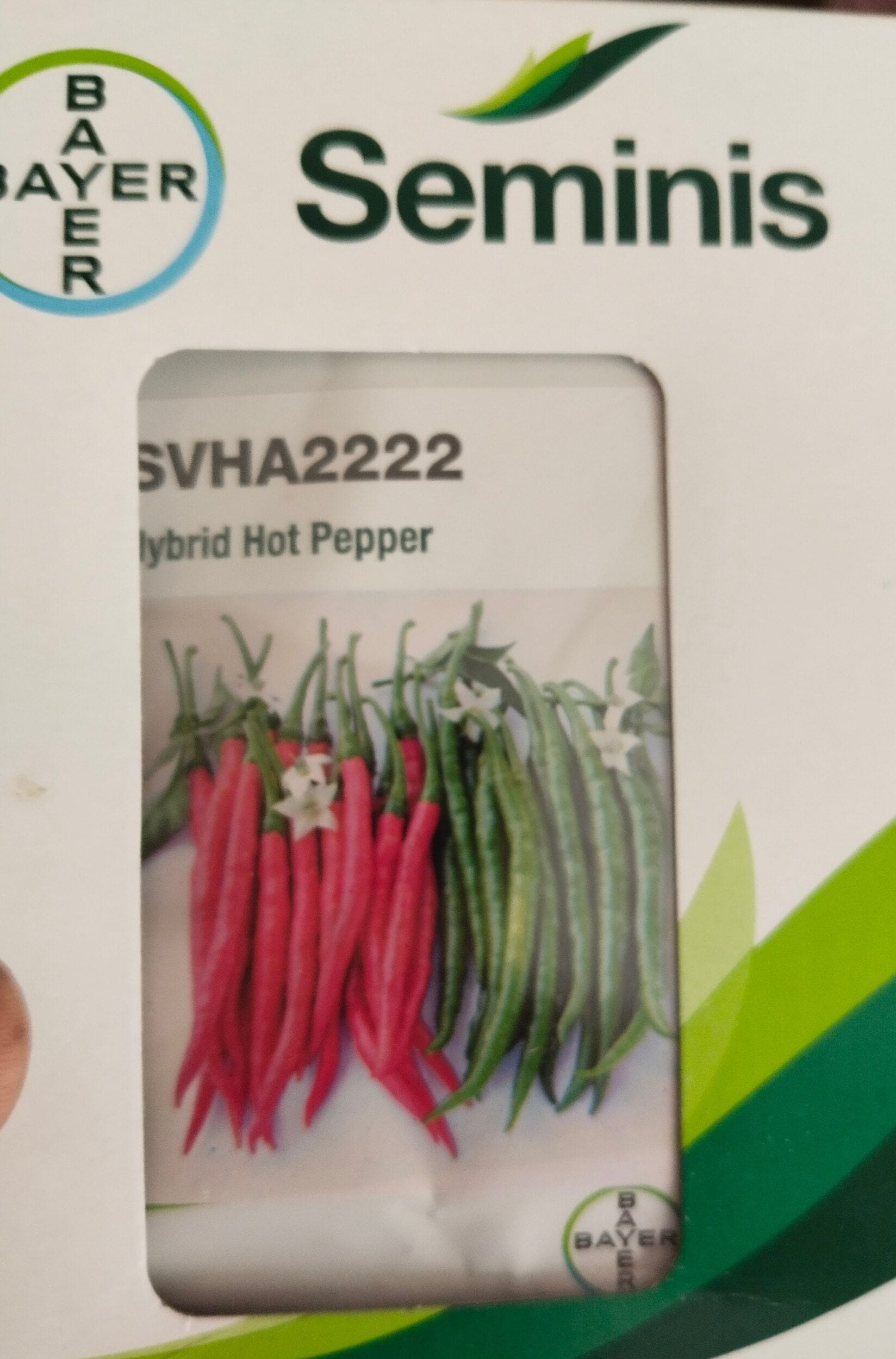 Seminis Hybrid 2222 Chilli 10gm in Bijapur-Karnataka at best price