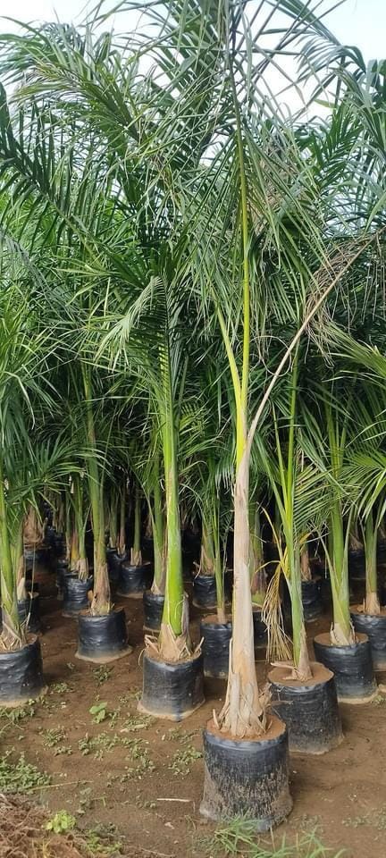 Small Bottle Palm Plant For Outdoor in Hasanpur at  1,000 / Pc by New  Bharat Green Nursery - Justdial