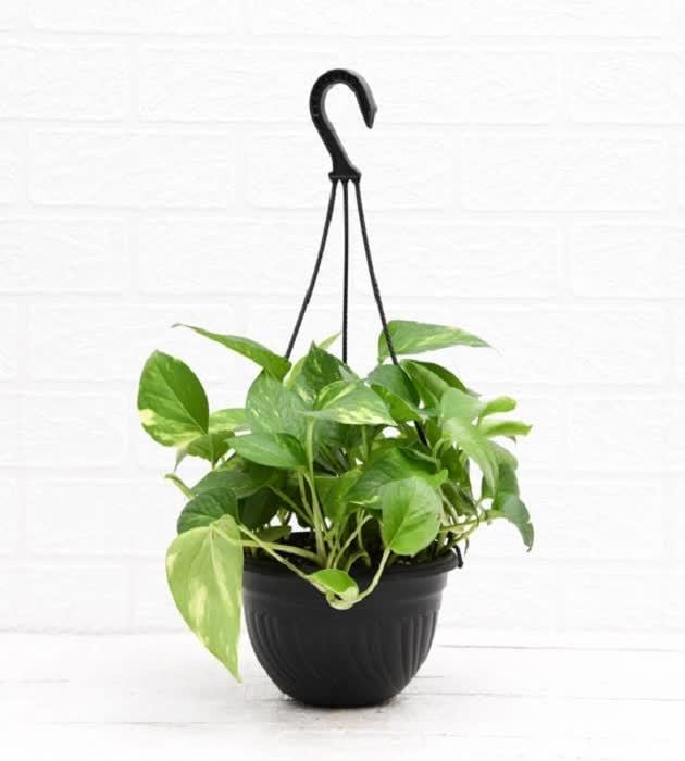 jade tree money tree Botany Bay Jade Plant