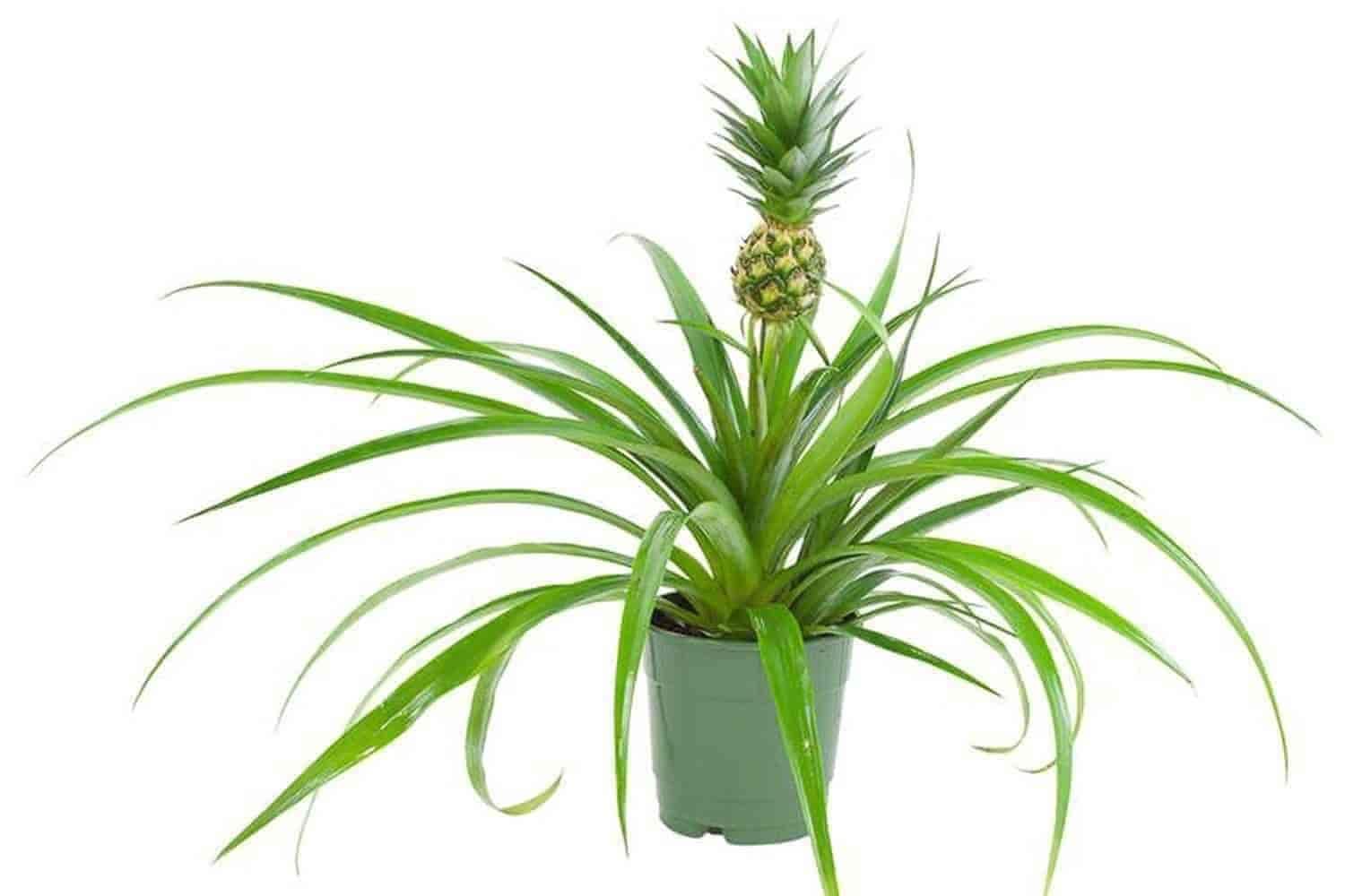 Well Drained Pineapple Plant For Garden (Green) in Nashik at ₹ 80