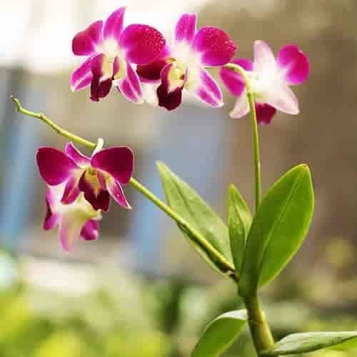 Well Watered Flower Plant For Garden in Mumbai at ₹ 50 / Plnt by