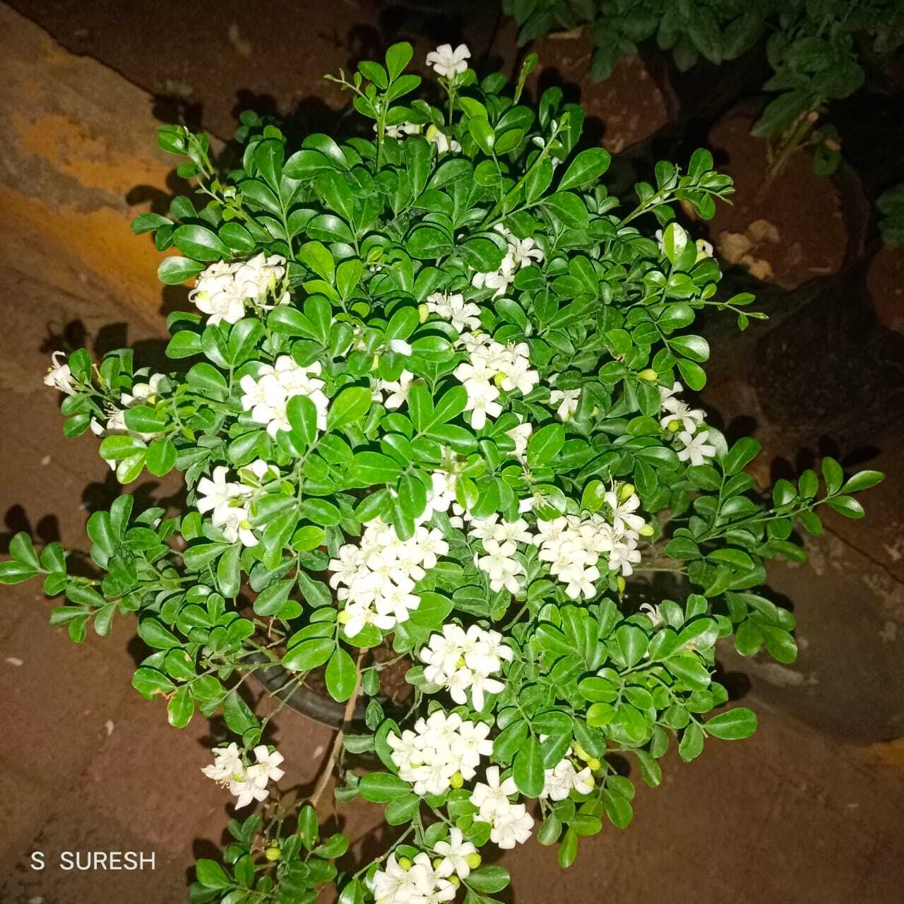 Globalgreen News Nike Air Max 27 White Red White Madagascar