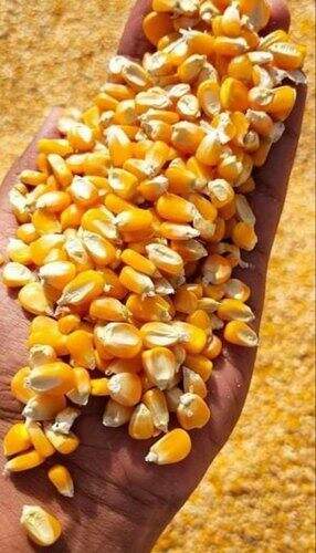 Yellow Corn Maizze in Aurangabad-Maharashtra at best price by
