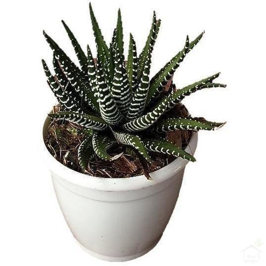 pure aloe vera for skin Aruba Aloe - Pure Aloe Vera Skin Care Gel