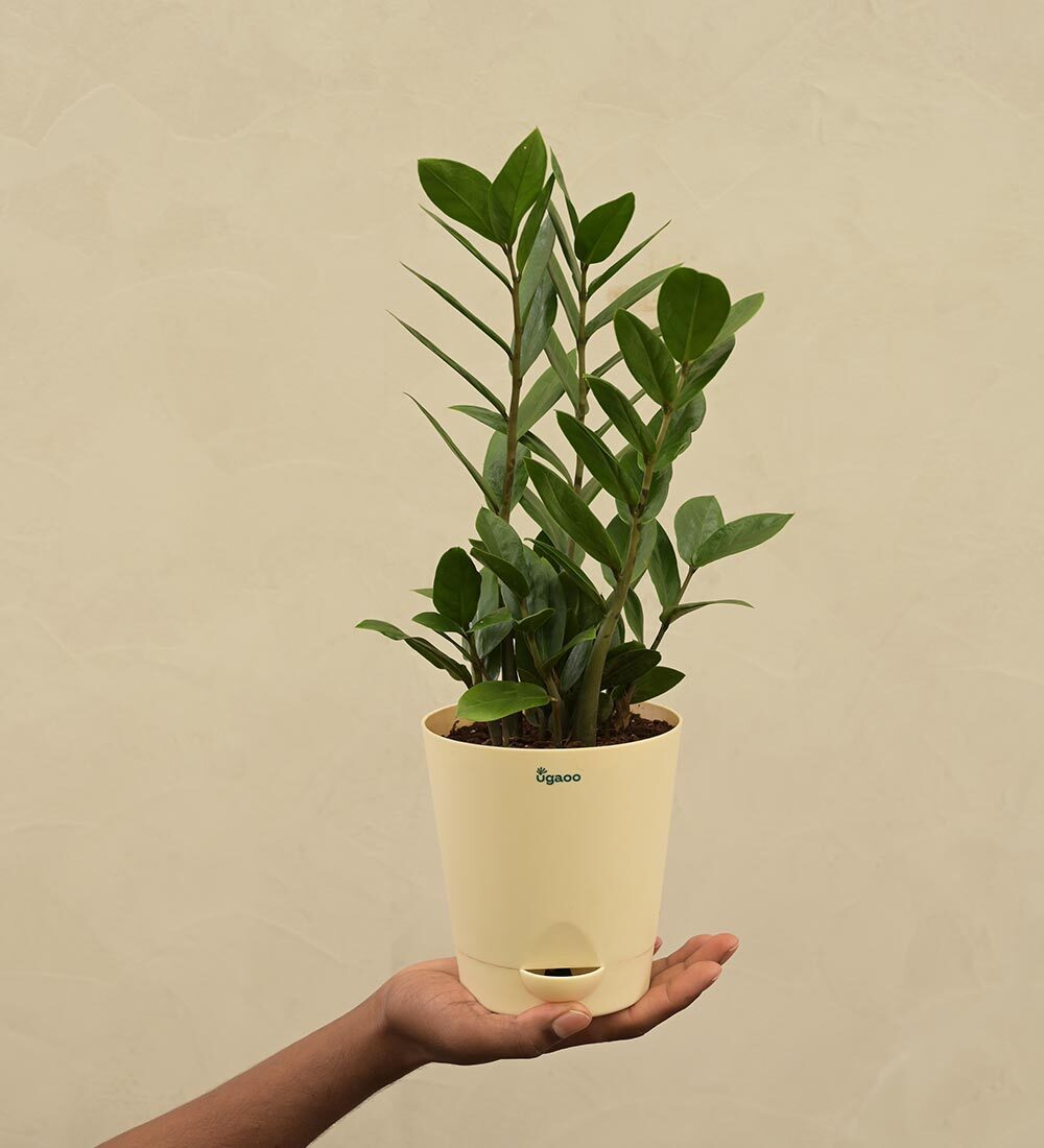 Ugaoo ZZ Plant (Medium) in Pune at ₹ 449 / Unit by Ugaoo Agritech