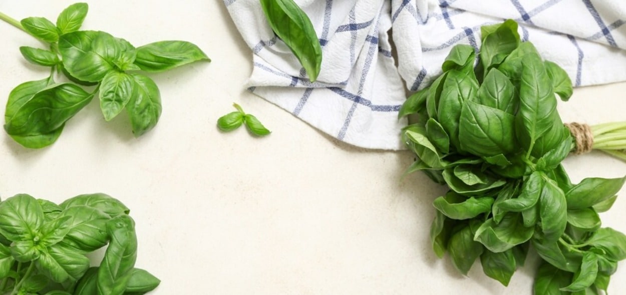 Basil Tincture Recipe (Or) - Herbal Drink From Basil
