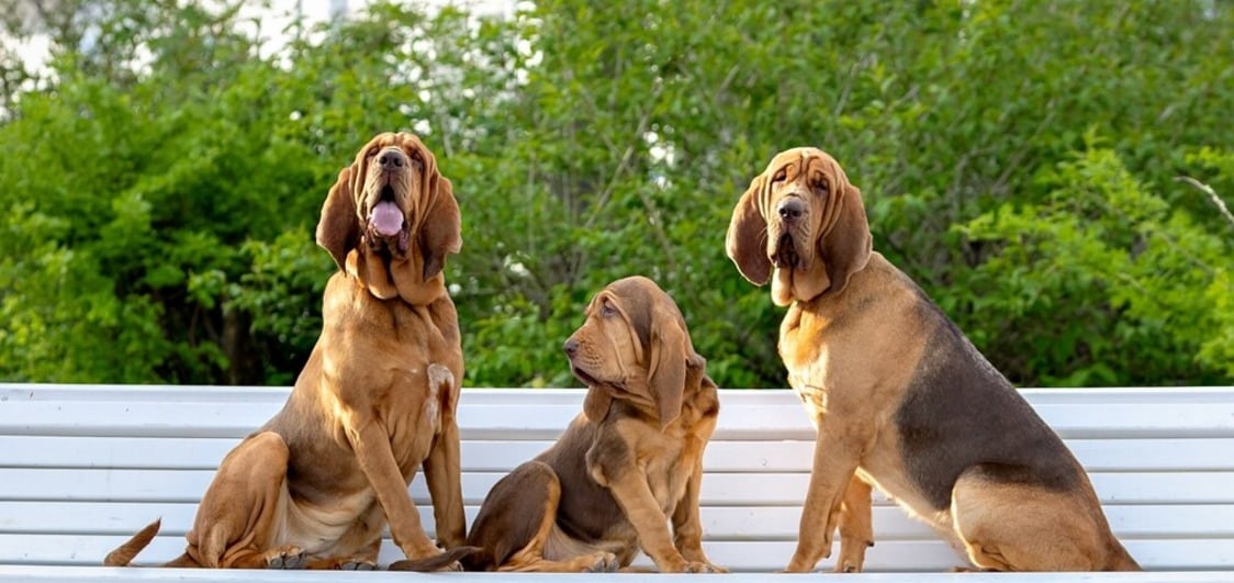 A Big Dog's Tribute to The Mighty Blood Hound - Jd Collections