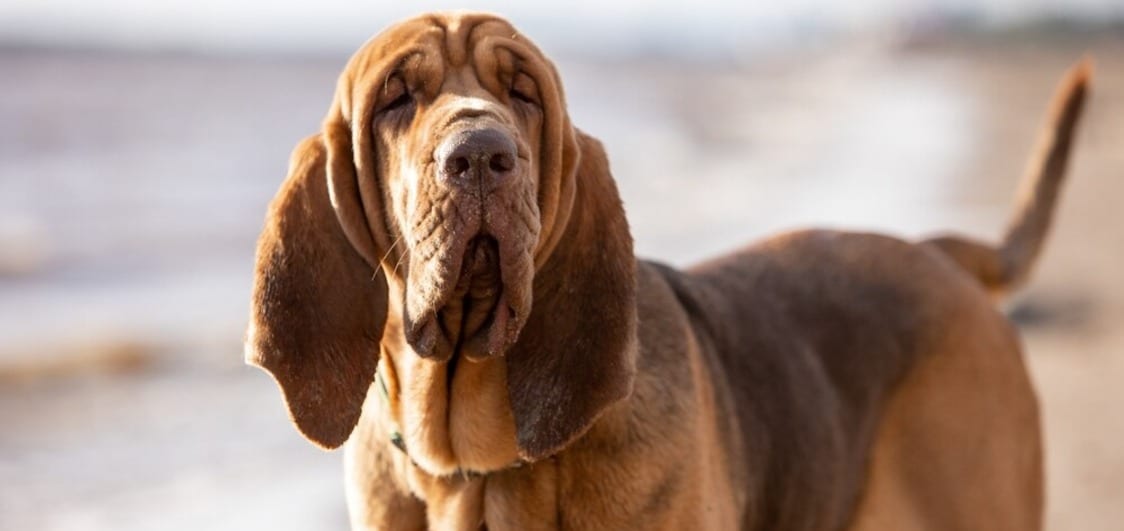 A Big Dog's Tribute to The Mighty Blood Hound - Jd Collections